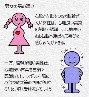 男女の脳の違い